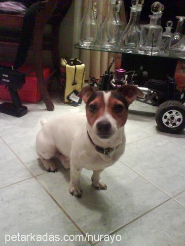 mİckey Erkek Jack Russell Terrier