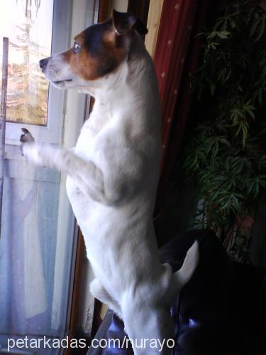 mİckey Erkek Jack Russell Terrier