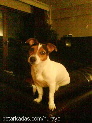 mİckey Erkek Jack Russell Terrier