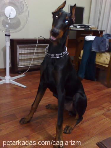 simbad Erkek Doberman Pinscher