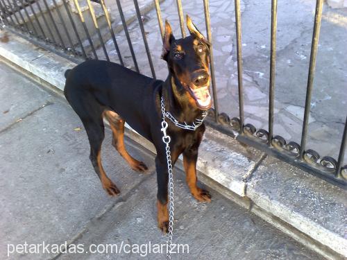 simbad Erkek Doberman Pinscher