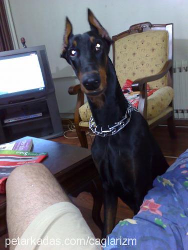 simbad Erkek Doberman Pinscher