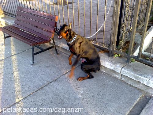 simbad Erkek Doberman Pinscher