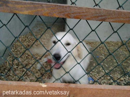 fors Dişi Golden Retriever