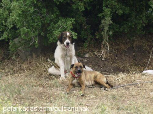 tombik Erkek St. Bernard (Saint Bernard)