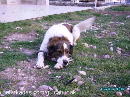 tombik Erkek St. Bernard (Saint Bernard)