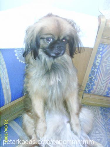 cano Erkek Pekingese