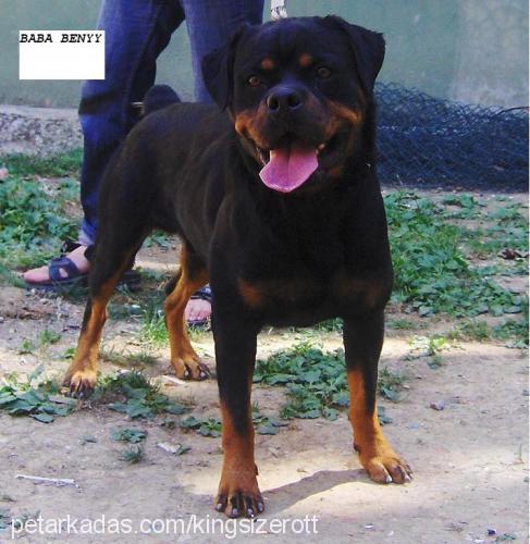 maya Dişi Rottweiler