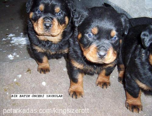 maya Dişi Rottweiler