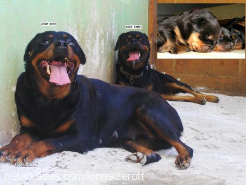 maya Dişi Rottweiler