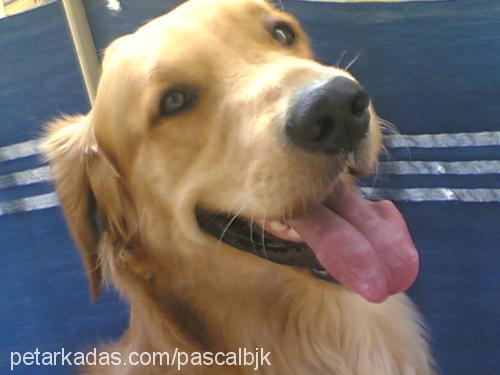 pascal Erkek Golden Retriever