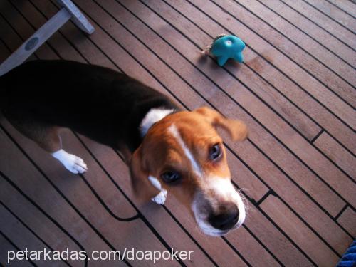 poker Erkek Beagle