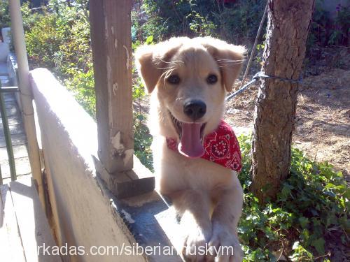 buddy Erkek Golden Retriever