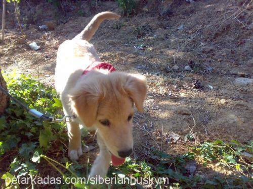 buddy Erkek Golden Retriever