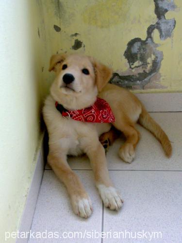 buddy Erkek Golden Retriever