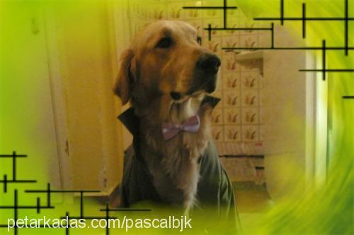 pascal Erkek Golden Retriever