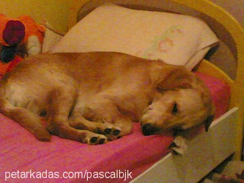 pascal Erkek Golden Retriever