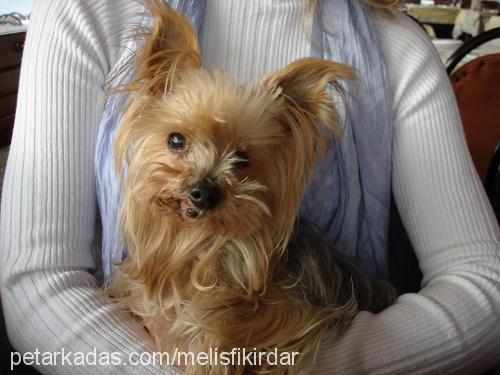 sİndy Dişi Yorkshire Terrier