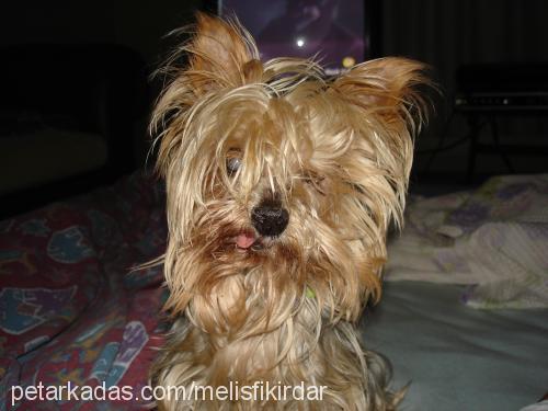 sİndy Dişi Yorkshire Terrier