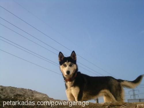 oskar Dişi Sibirya Kurdu (Husky)