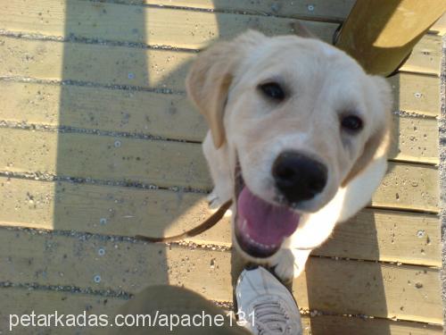 çakıl Dişi Golden Retriever