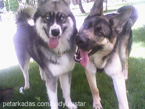 hector Erkek Sibirya Kurdu (Husky)