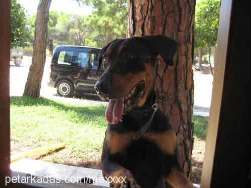 sopie Dişi Rottweiler