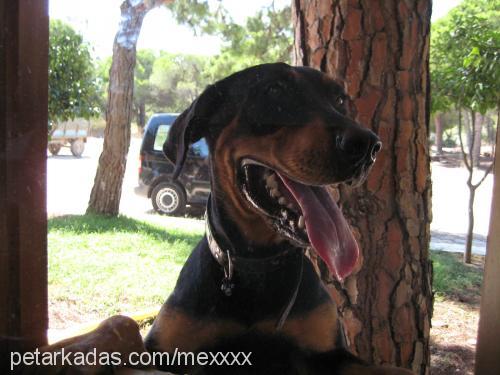 sopie Dişi Rottweiler