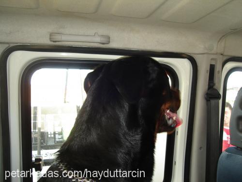 haydut Erkek Rottweiler