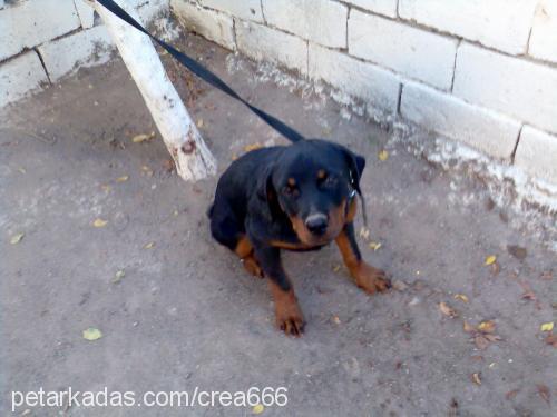 crea666 Erkek Rottweiler