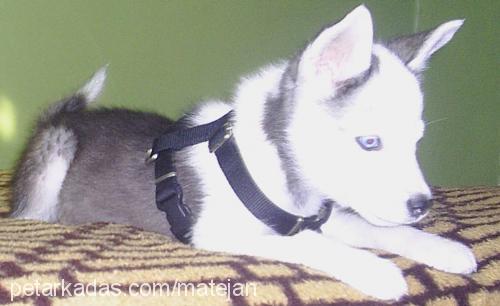 pasha Erkek Sibirya Kurdu (Husky)