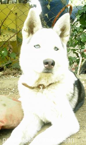 pasha Erkek Sibirya Kurdu (Husky)