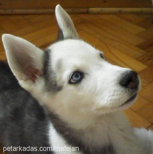 pasha Erkek Sibirya Kurdu (Husky)