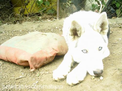 pasha Erkek Sibirya Kurdu (Husky)