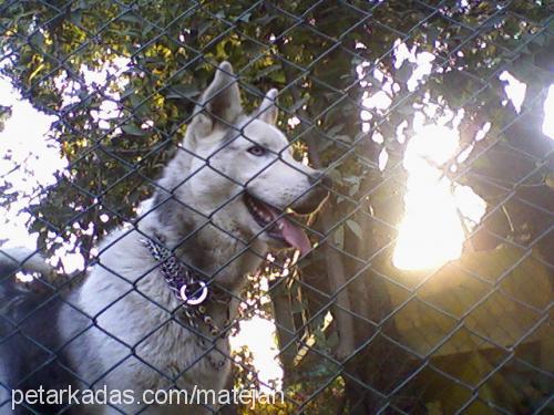 pasha Erkek Sibirya Kurdu (Husky)