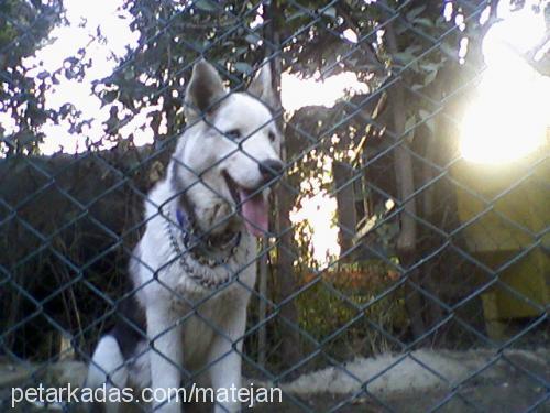 pasha Erkek Sibirya Kurdu (Husky)