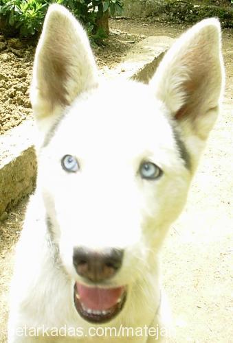 pasha Erkek Sibirya Kurdu (Husky)