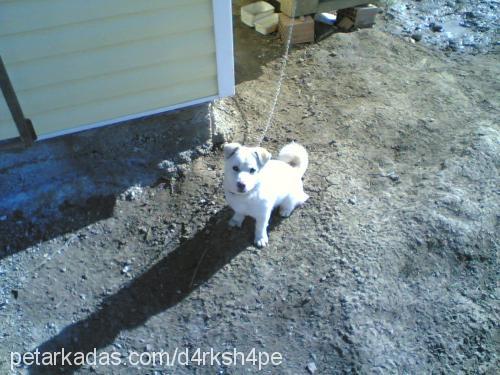 pamuk Erkek Kars Çoban Köpeği