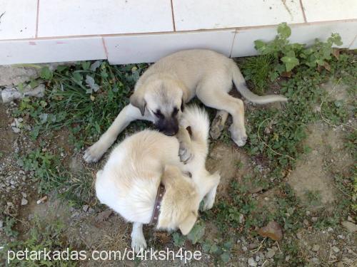 pamuk Erkek Kars Çoban Köpeği