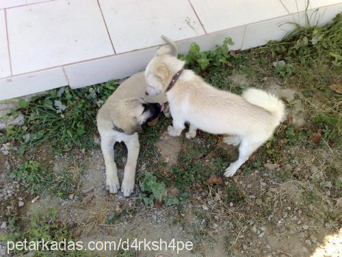 pamuk Erkek Kars Çoban Köpeği