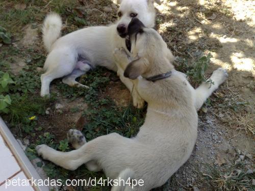 pamuk Erkek Kars Çoban Köpeği