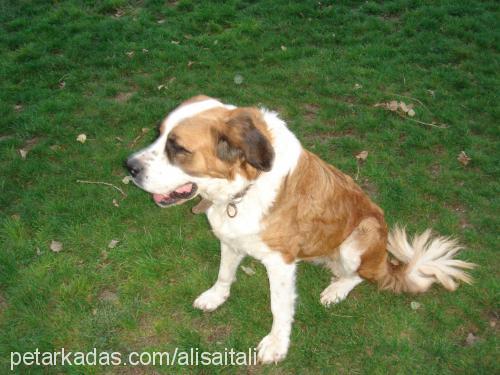 hayduttttt Dişi St. Bernard (Saint Bernard)