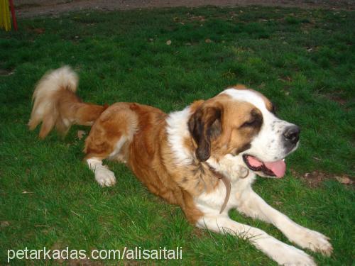 hayduttttt Dişi St. Bernard (Saint Bernard)