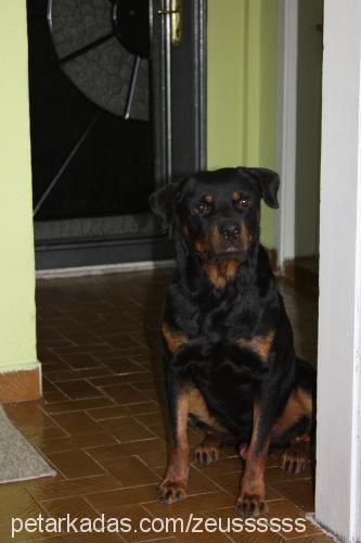 pars Erkek Rottweiler