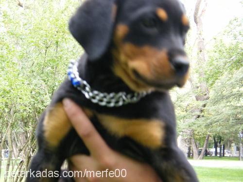 bax Dişi Rottweiler