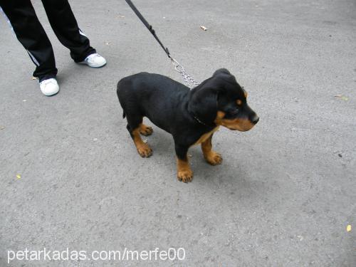 bax Dişi Rottweiler