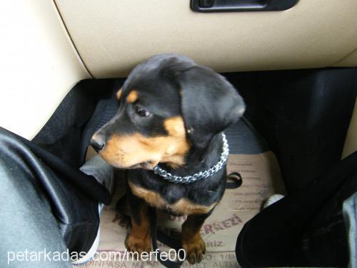 bax Dişi Rottweiler