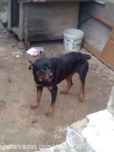 rita Dişi Rottweiler