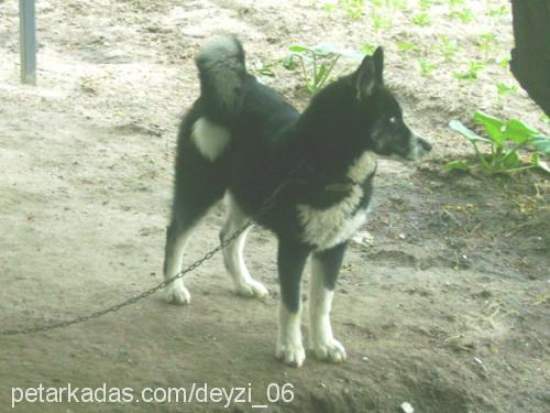 aşhil Erkek Sibirya Kurdu (Husky)