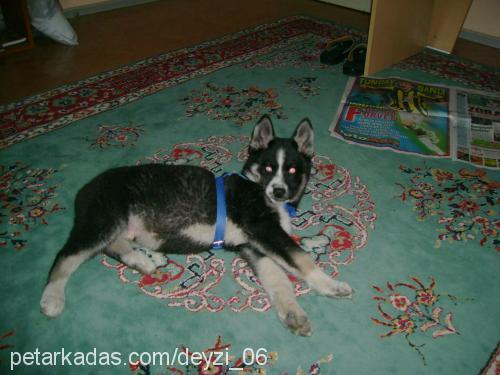 aşhil Erkek Sibirya Kurdu (Husky)